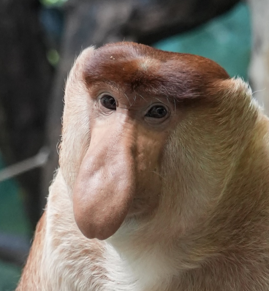 The Proboscis Monkey